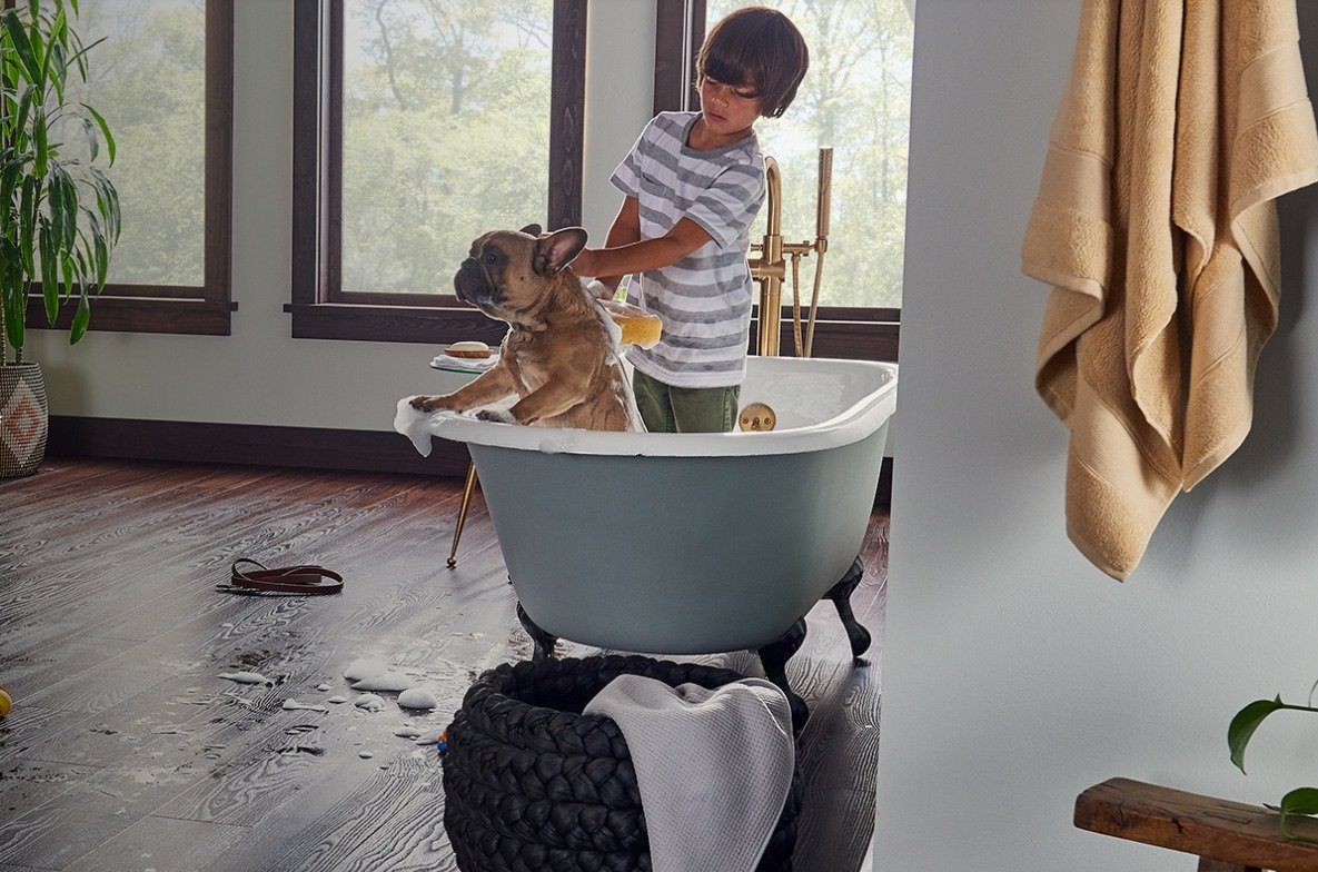 Labradors and Laminate