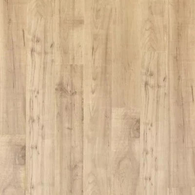 Mohawk Ellenwood Maple Sapling Oak