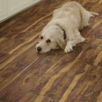 Paragon 7&quot; Plus