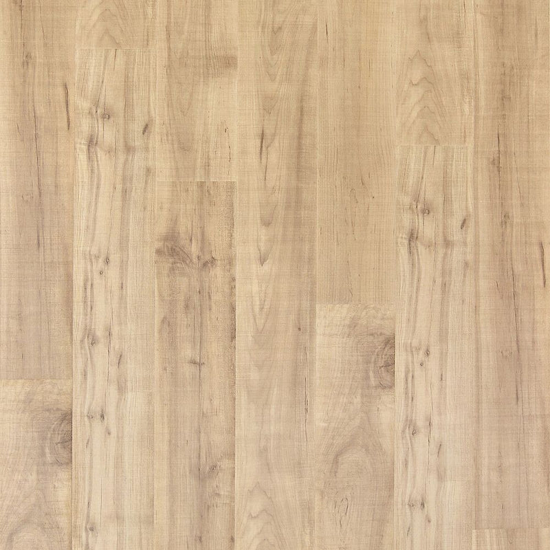 Mohawk Ellenwood Maple Sapling Oak