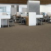 Shaw Carpet Tile Line by Line Minute Shaw Shaw 