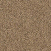 Shaw Carpet Tile Multiplicity Abundance Shaw Shaw 